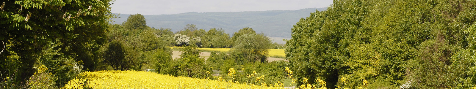 Blick in Landschaft mit Bäumen und Büschen ©Feuerbach